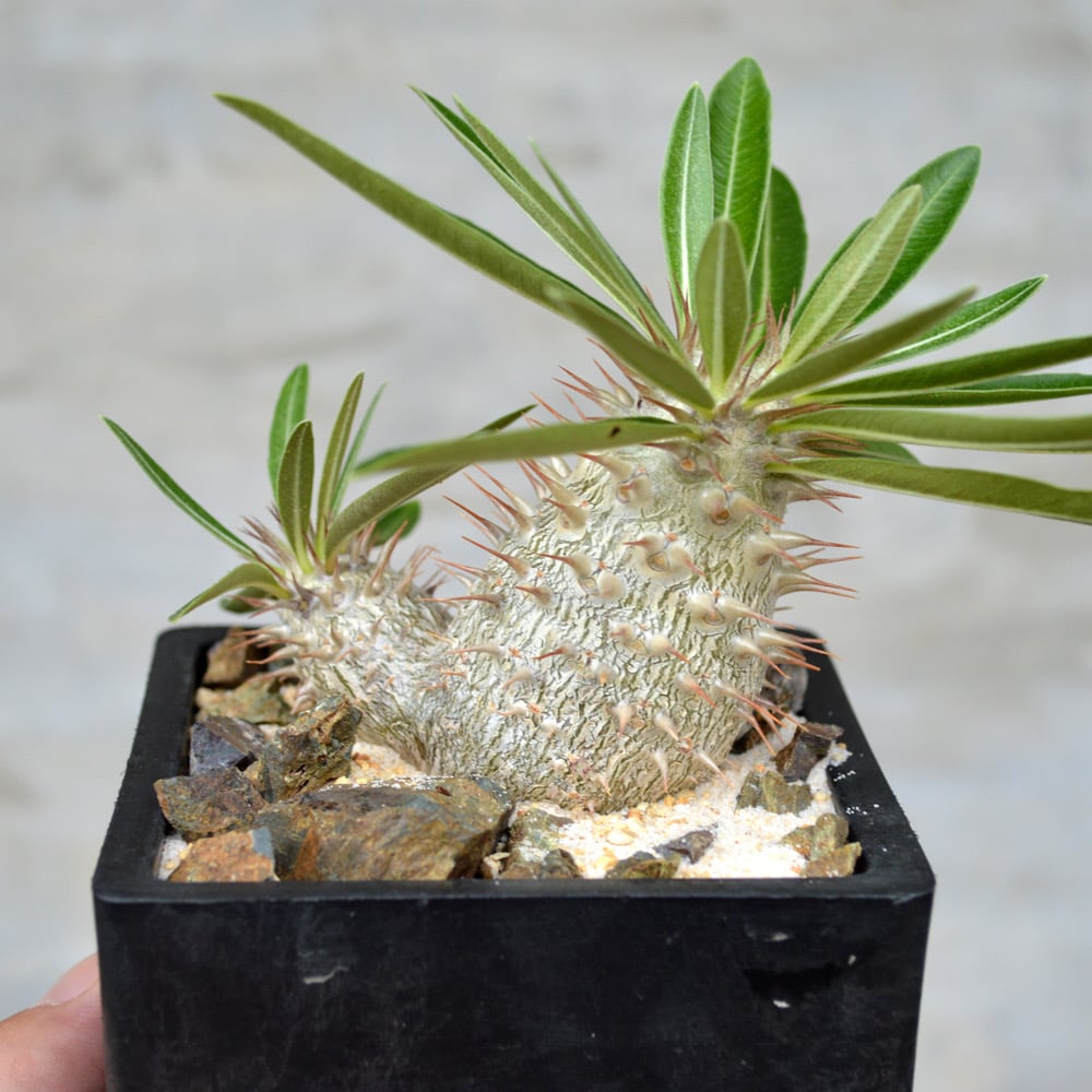パキポディウムグラキリス　実生株④ 良形 植物】パキポディウム デンシフローラム × グラキリス 良型実生