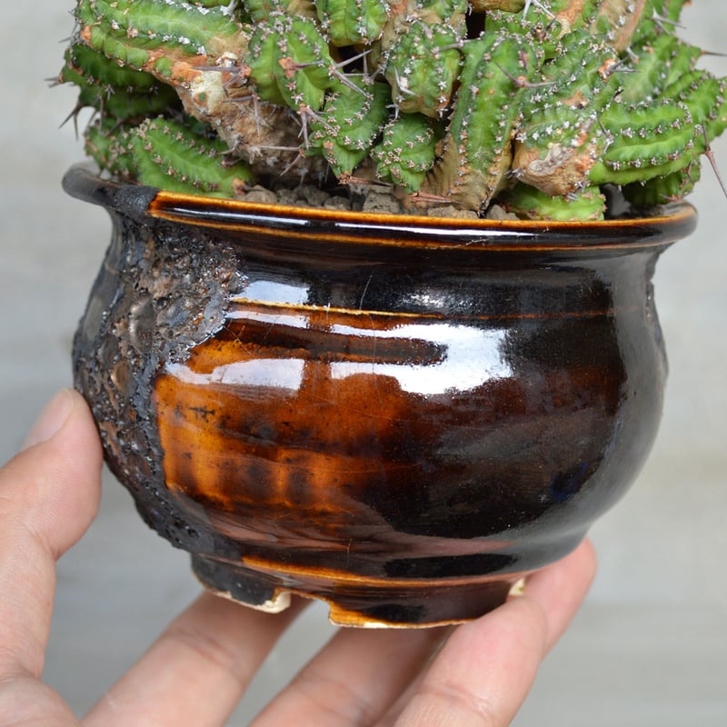 希少種　ユーフォルビア　アンチシフィリティカ　陶器鉢のまま発送　コーデックス 希少種 ユーフォルビア アンチシフィリティカ 陶器鉢のまま発送