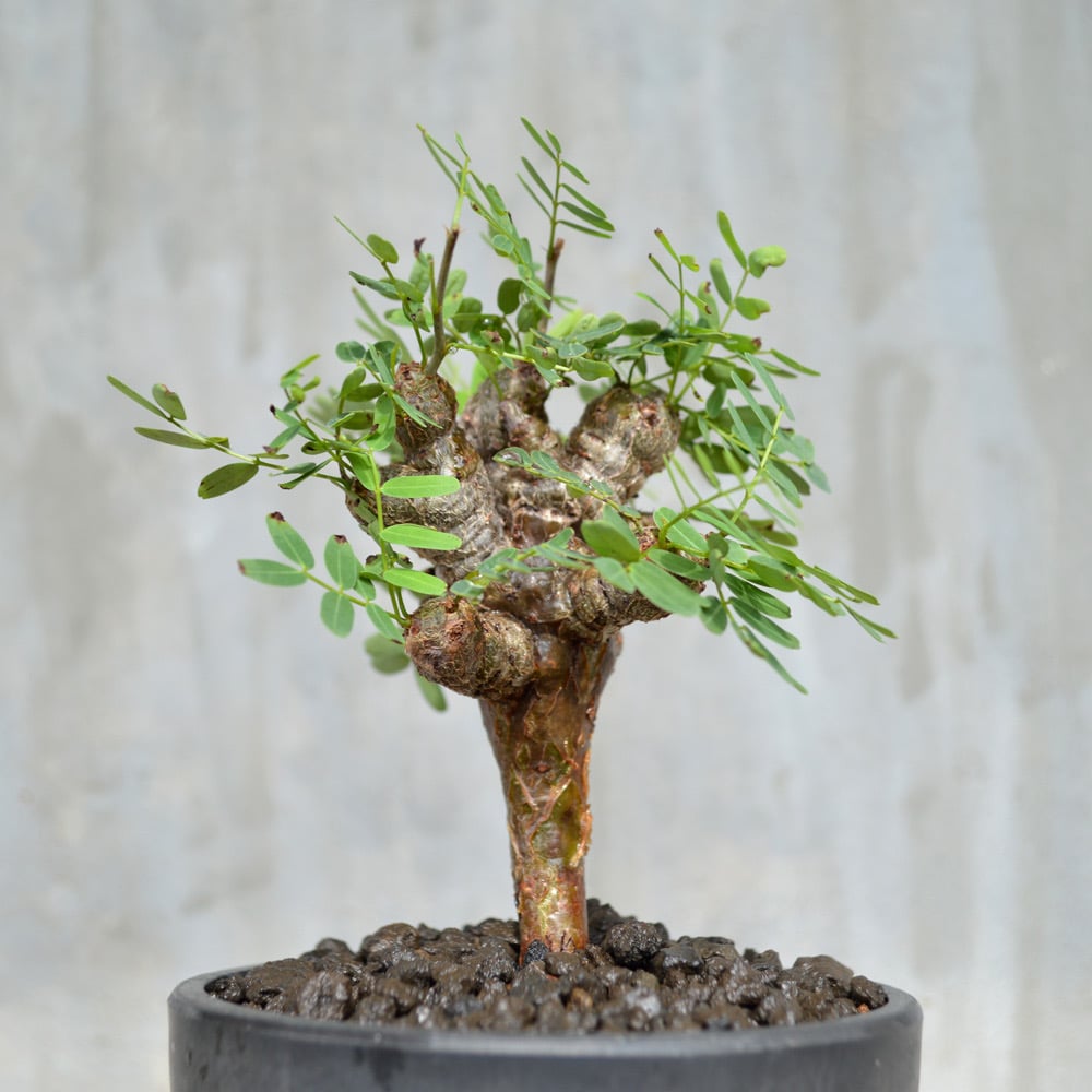 センナメリディオナリス　現地球　灌木　塊根植物　発根済み　美形　大型 センナメリディオナリス 現地球 灌木 塊根植物 発根済み 美形