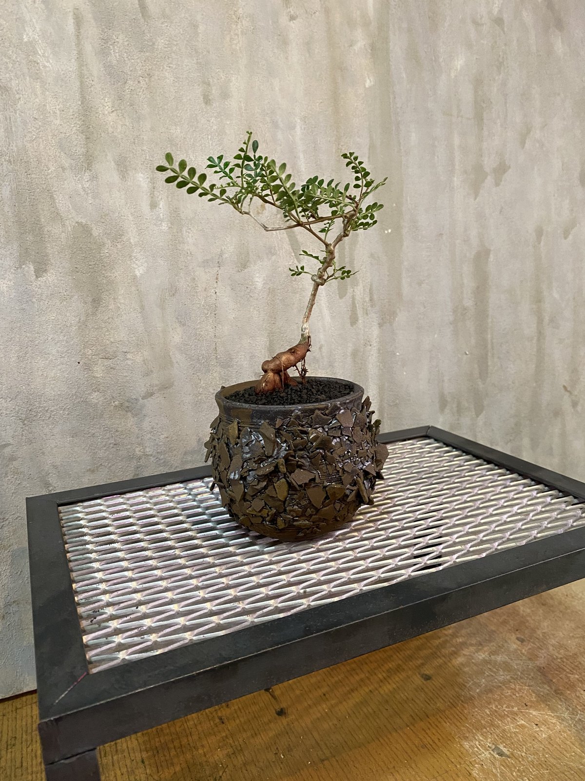 植物×鉢オペルクリカリア パキプス実生株 ×   Sサイズ