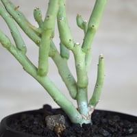 植物×鉢】ペラルゴニウム ミラビレ 現地球 大株 発根済み