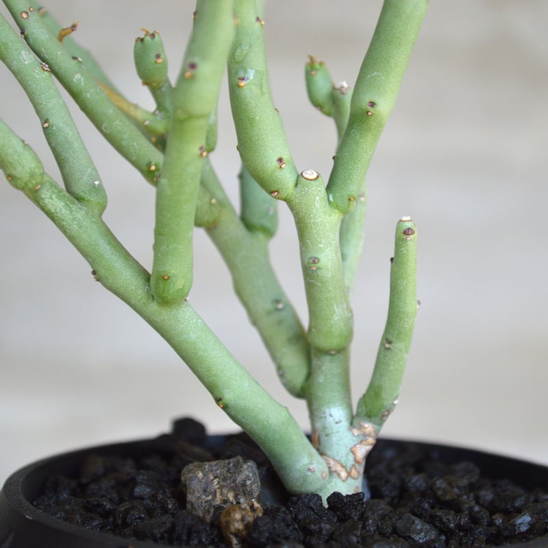 valiem L＆ユーフォルビアリグノーサ 【公式通販】