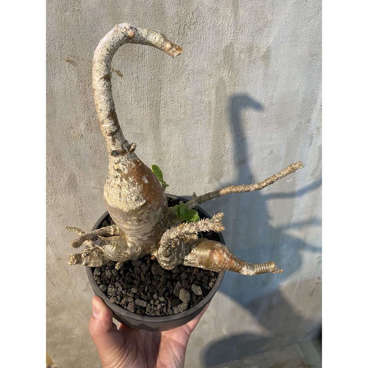植物×鉢】パキホディウム ウィンゾリー × valiem ASURA bitter ボウルL...