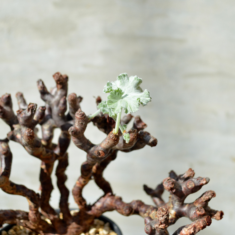 【現地株】ペラルゴニウム ミラビレ 植物×鉢】ペラルゴニウム ミラビレ 現地球 大株 発根済み