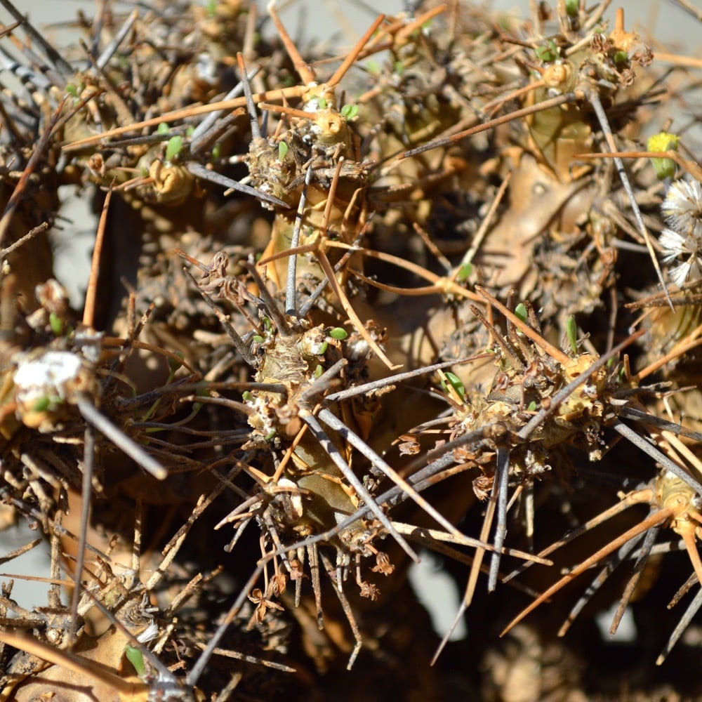植物】オトンナ ユーフォルビオイデス 現地球 発根済み | A 植物】オトンナ ユーフォルビオイデス 現地球 発根済み | A