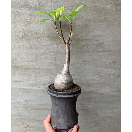 【植物×鉢】パキポディウム デカリー 現地球 × usagi ceramic 塊根植物 コーデックス