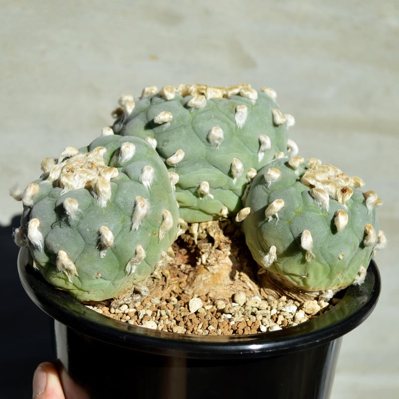 極美株 ロフォフォラ 銀冠玉 群生 植物】サボテン ロフォフォラ フリキー 銀冠玉 群生 特選株 | A