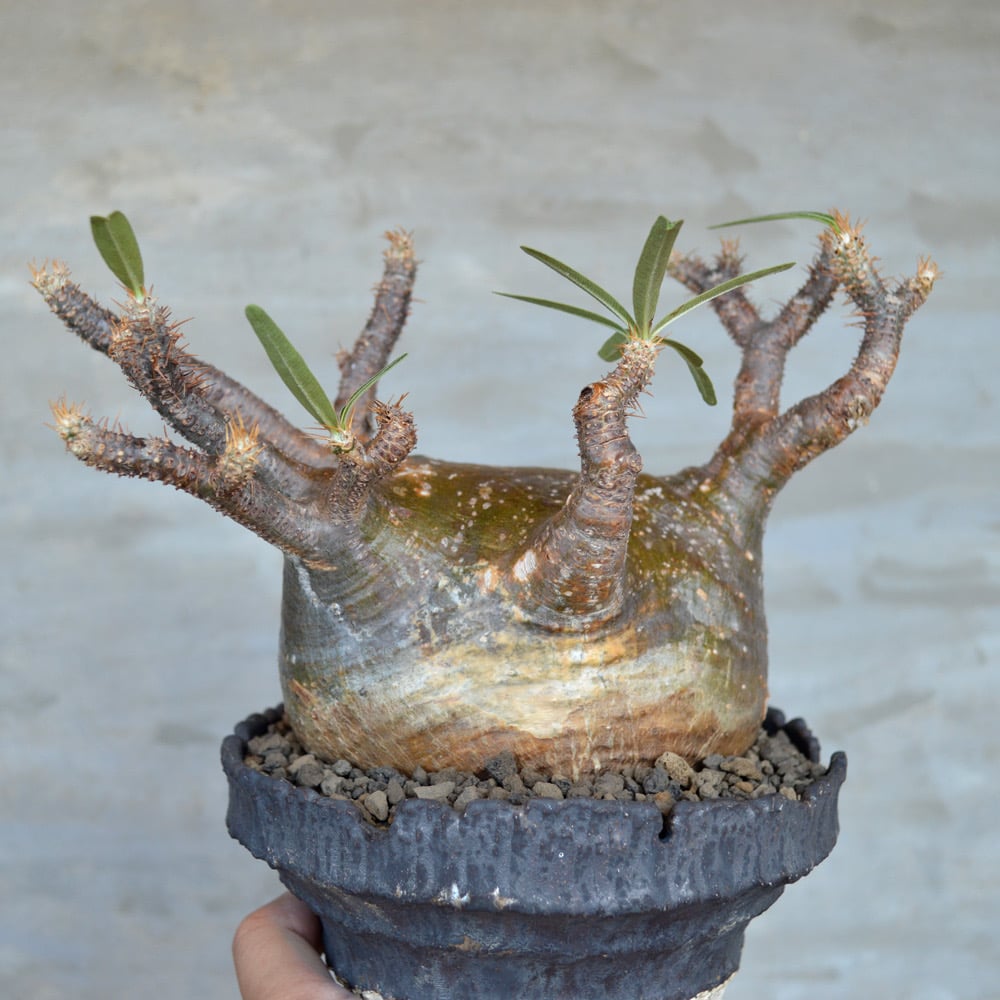 植物 × 鉢 】パキポディウム グラキリス 緑肌/美株 × 陶器鉢 | A