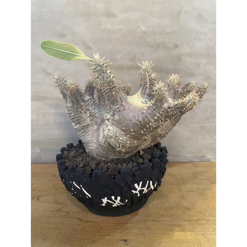 植物×鉢】パキポディウム ホロンベンセ left botanical 塊根植物