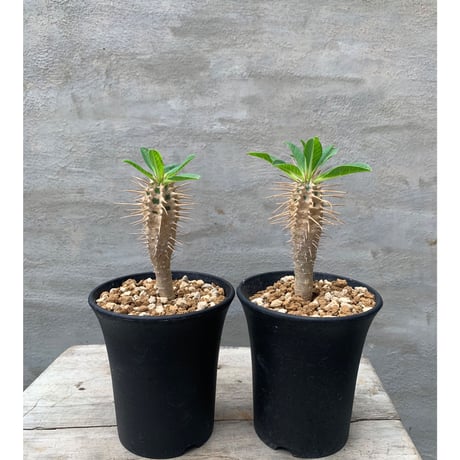 A-PLANTS|塊根植物販売