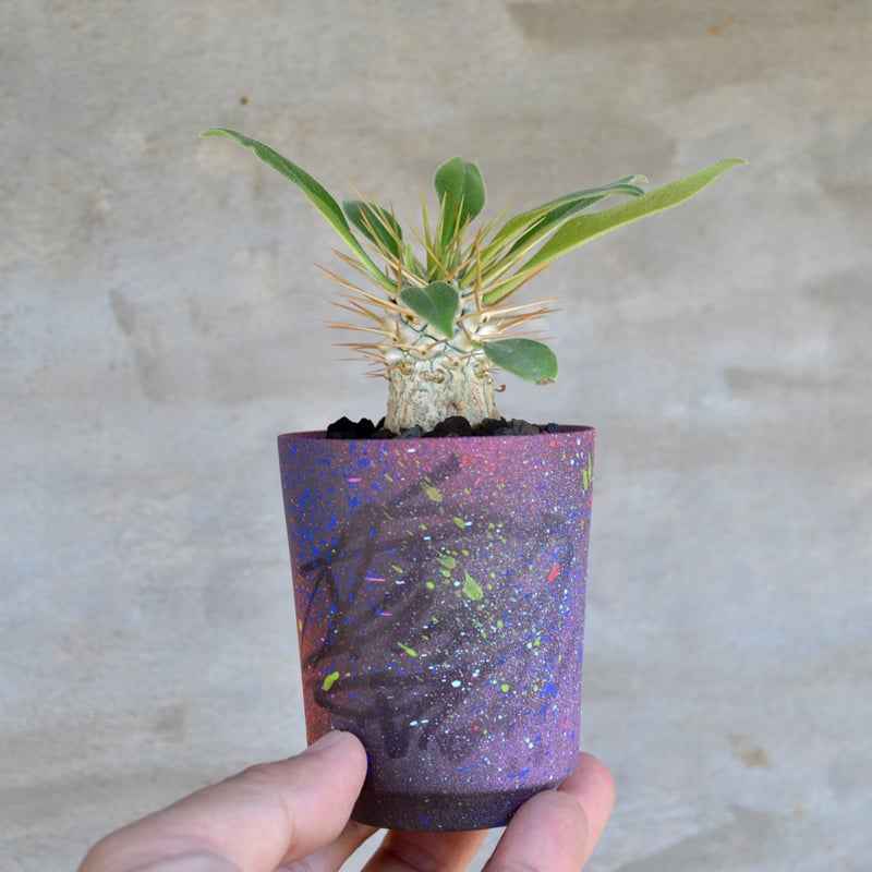 植物×鉢】パキポディウム ナマクアナム 光堂 × Valiem GHOST