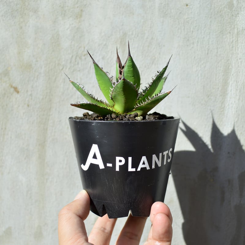 植物×鉢】 【ランダム配送】 アガベ ホリダ × プラスチック 植物×鉢】 【ランダム配送】 アガベ ホリダ × プラスチック