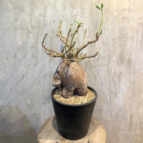 A-PLANTS|塊根植物販売