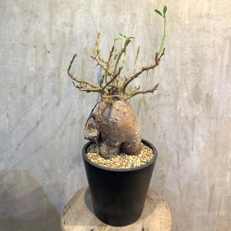 植物×鉢】パキポディウム ビスピノーサム 現地級 大株 植物×鉢】パキポディウム ビスピノーサム 現地級 大株