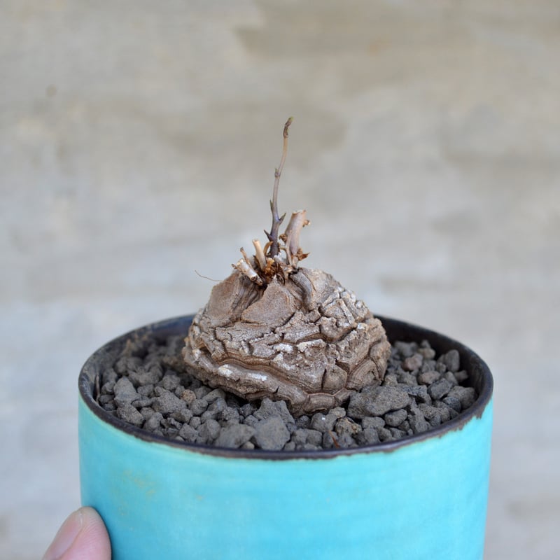 植物 × 鉢 】ディオスコレア エレファンティペス 亀甲竜 × 馬場匠 陶器