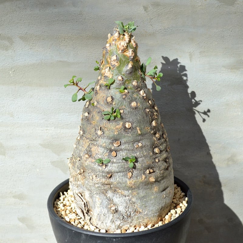 植物】 観峰玉 フォークイエリア コルムナリス 現地球 <良型> 発