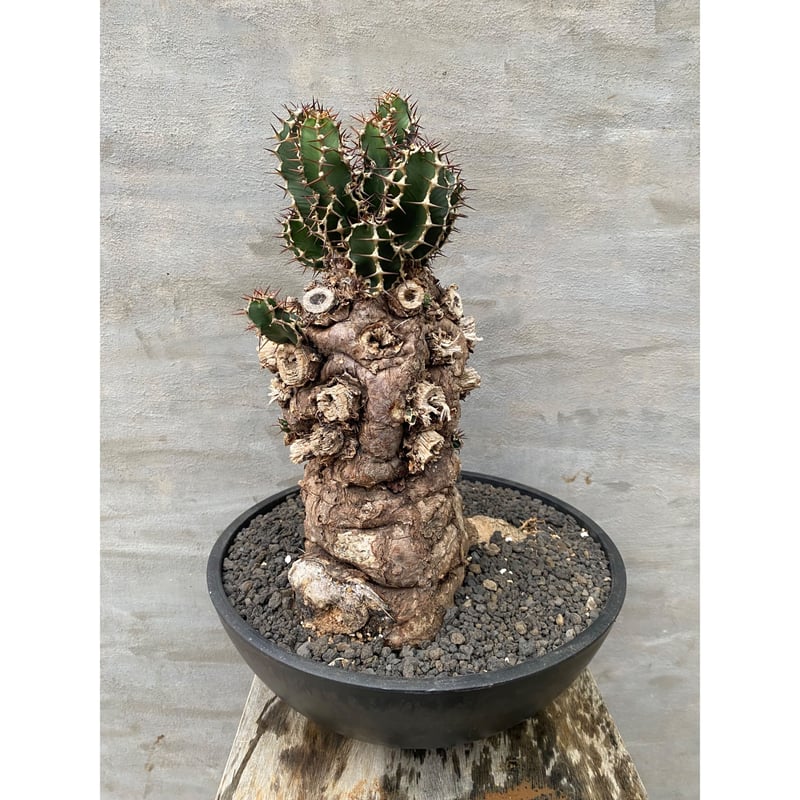 植物】ユーフォルビア ムランジーナ 現地球 発根済み 塊根植物