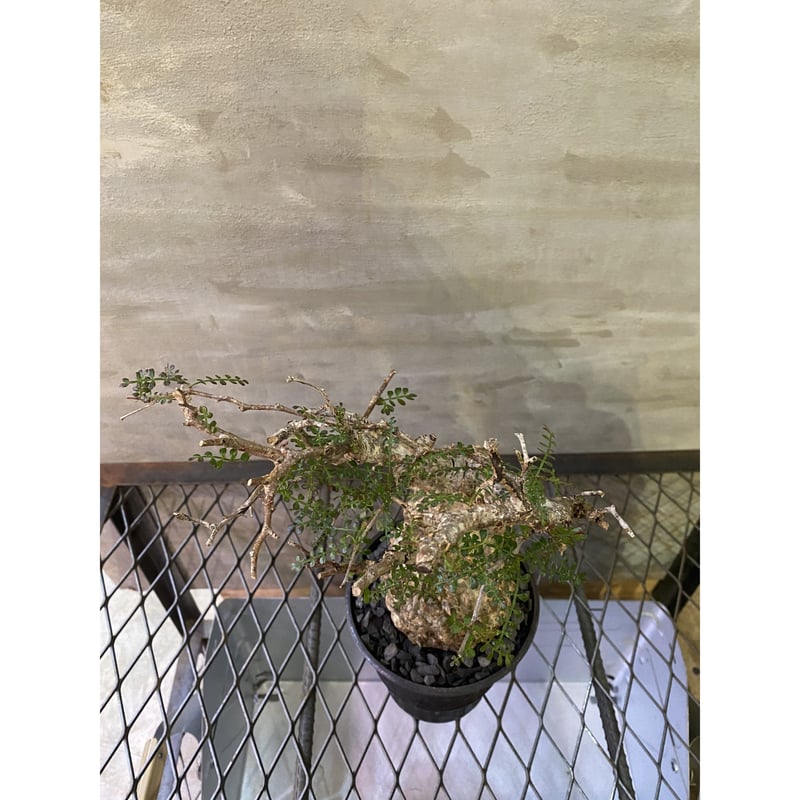 植物×鉢】オペルクリカリア パキプス 発根済み 塊根植物 コーデックス