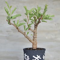 Left botanical 垂れ鉢 植物鉢] left botanical 3カラー垂れ Mサイズ 植物鉢 | A-PLAN