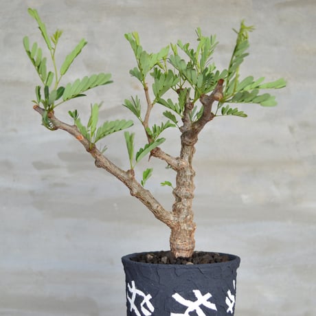 CATEGORY left botanical | A-PLANTS|塊根植物販売 CATEGORY left botanical | A-PLANTS|塊根植物販売