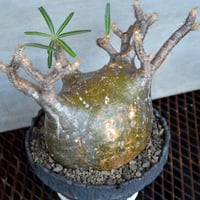 植物×鉢】ペラルゴニウム ミラビレ 現地球 大株 発根済み