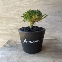 【植物×鉢】ユーフォルビア ギラウミニアナ 国内実生株  × A PLANTS グラフィティポット プラ鉢 多肉植物 塊根植物 コーデックス