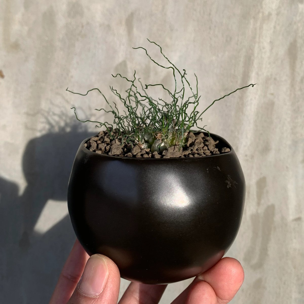 植物×鉢】オーニソガラム トルツオスム × 陶器鉢 塊根植物 コーデック