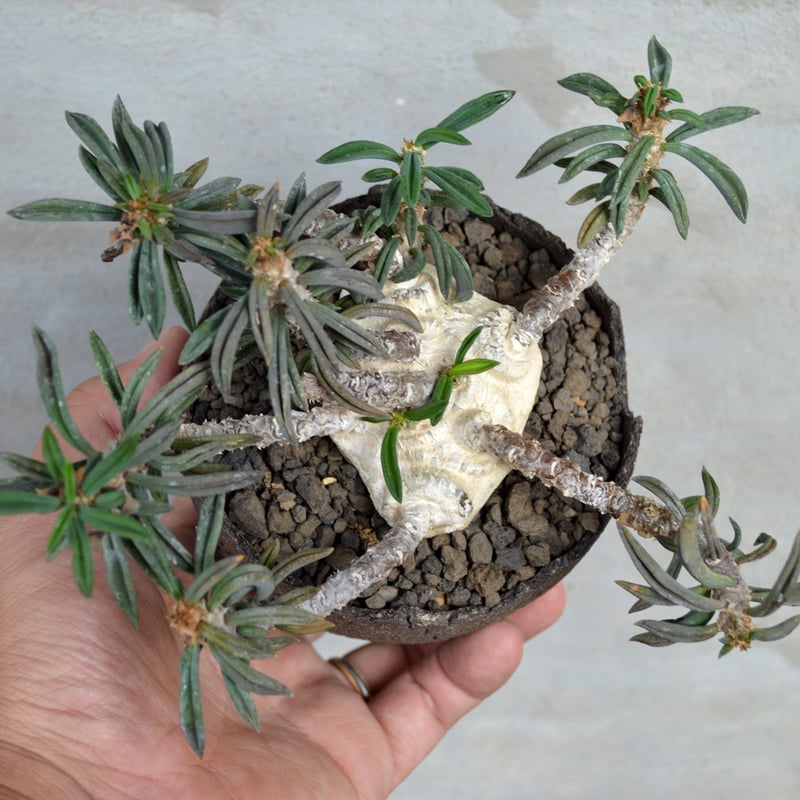 ユーフォルビア キリンドリフォリア トゥビフェラ 鉢のまま発送