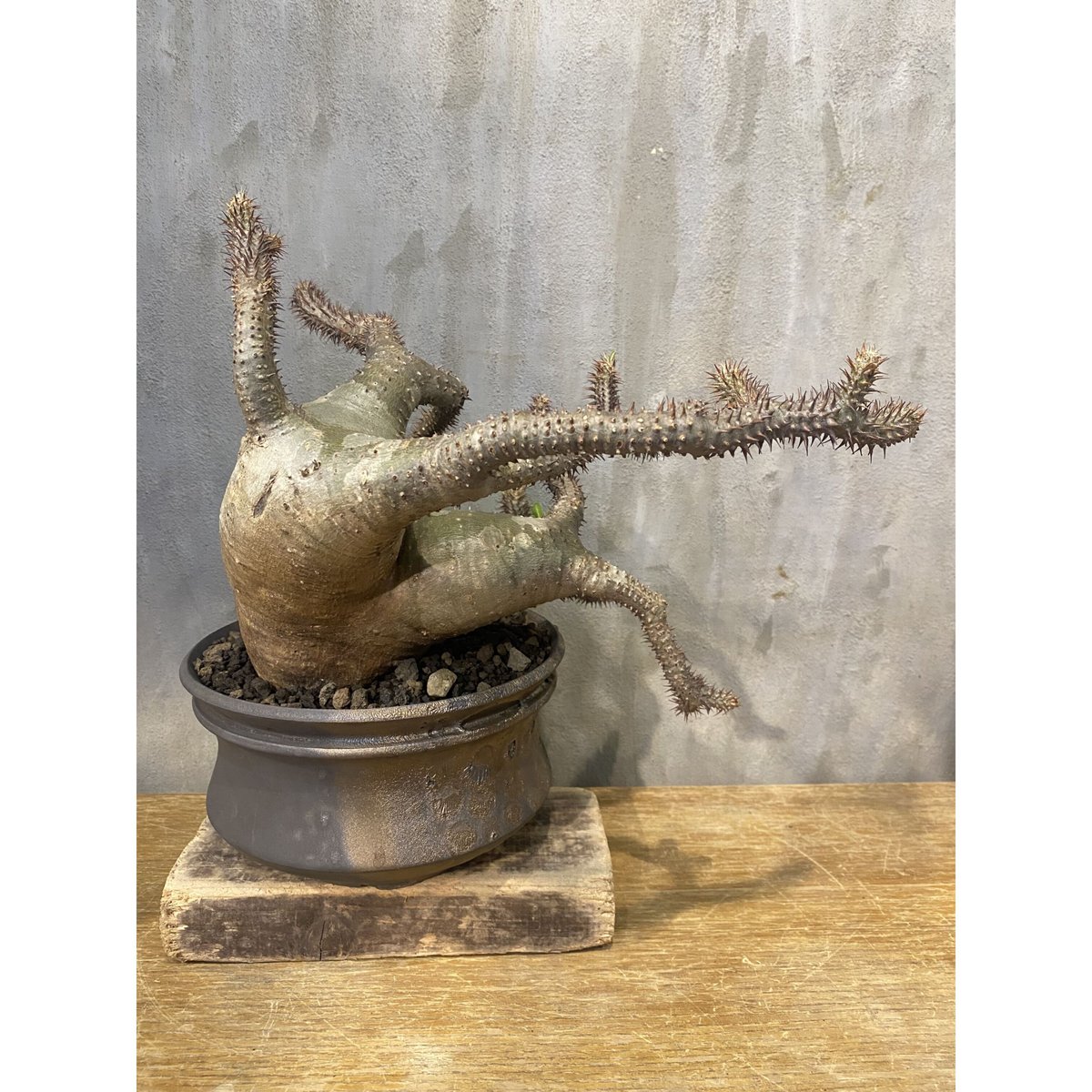 植物×鉢】パキホディウム マカイエンセ 発根済み現地球 × usagi