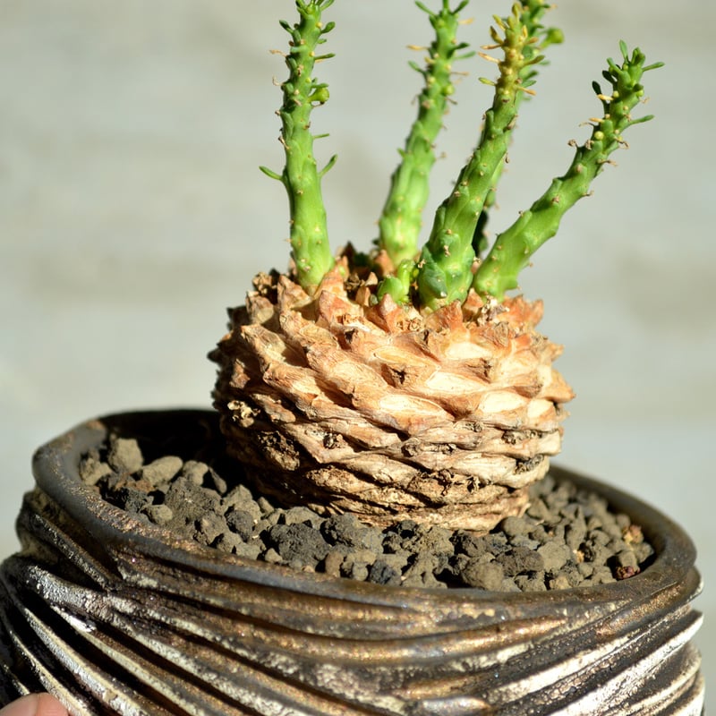 植物×鉢】ユーフォルビア ゴルゴニス | A-PLANTS|塊根植物販売