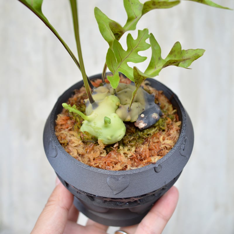 植物 x 鉢] レカノプテリス Lecanopteris celebica Masamba,