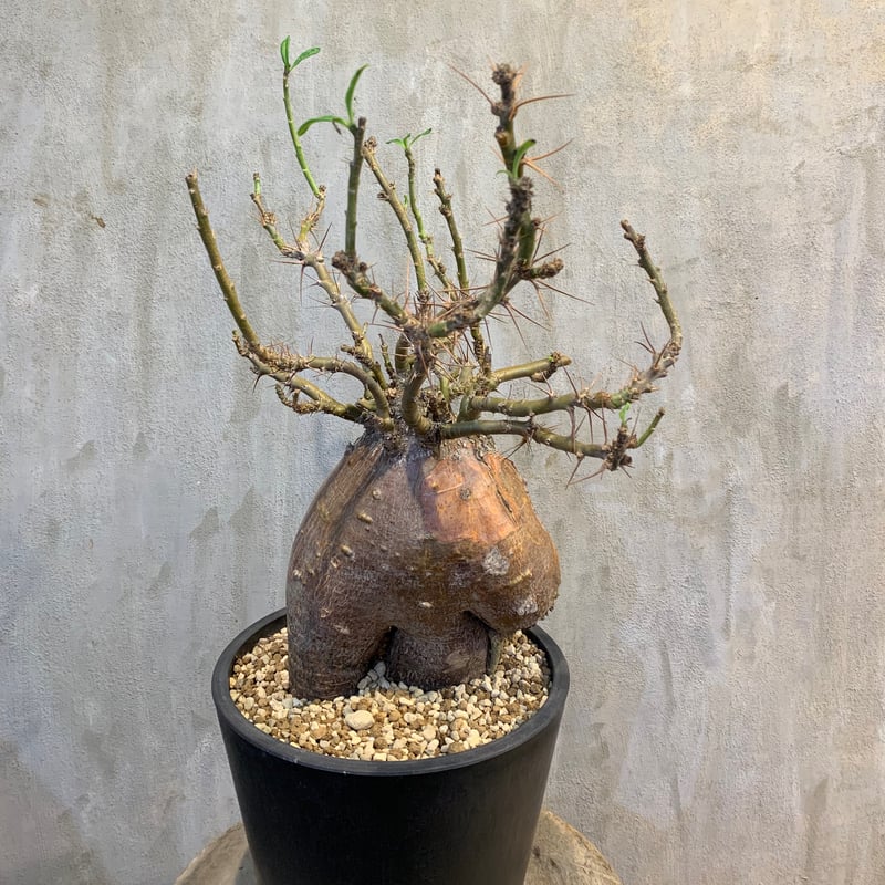 植物×鉢】パキポディウム ビスピノーサム 現地級 大株