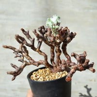 P*n様 ペラルゴニウム　ミラビレ　発根済　現地球　陶器鉢セット 植物×鉢】ペラルゴニウム ミラビレ 現地球 大株 発根済み