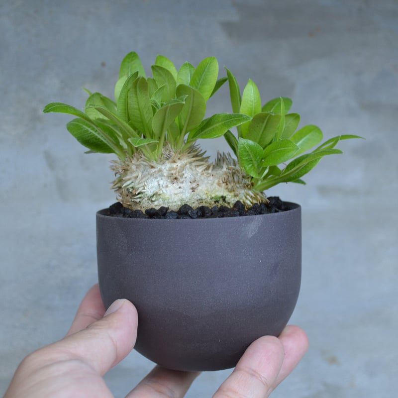 植物 × 鉢 】パキポディウム ブレビカウレ × Valiem GHOST（BOWL / S