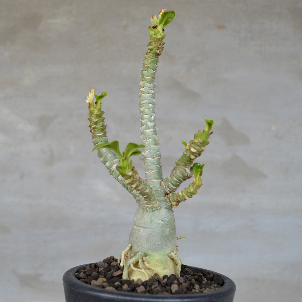 植物】アデニウム メデューサ | A-PLANTS|塊根植物販売