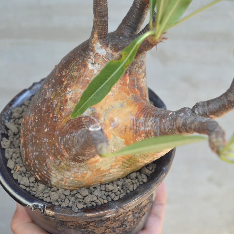 植物×鉢】パキポディウム グラキリス 現地球 発根済み × Wild 植物×鉢】パキポディウム グラキリス 現地球 発根済み × Wild