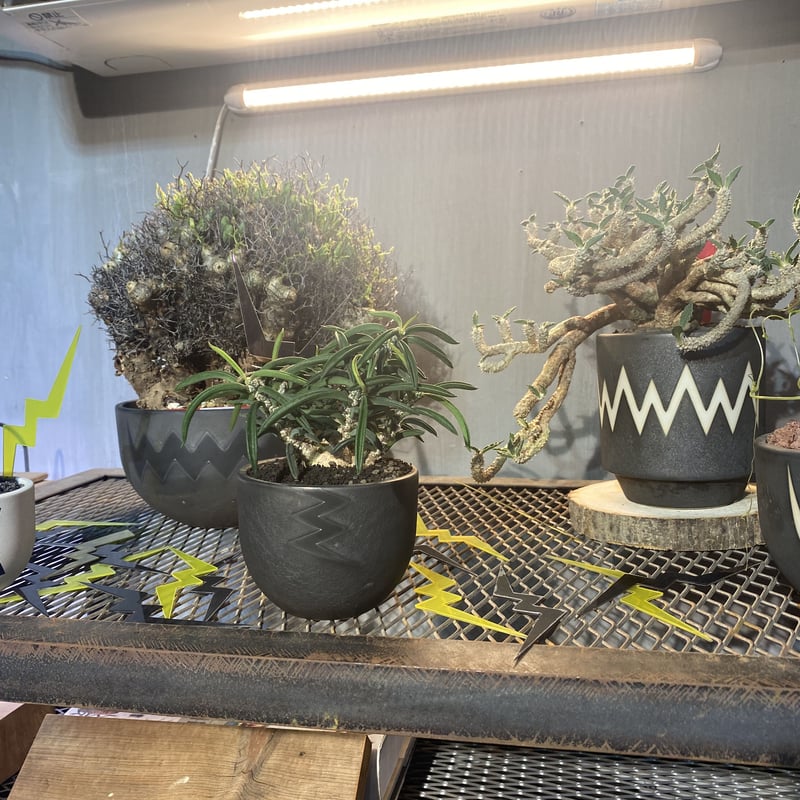 グッズ ]A-PLANTS イナズマ植物タグ 塊根植物 コーデックス 多肉
