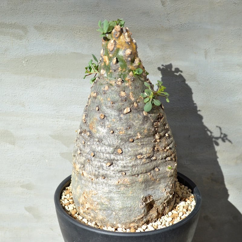 植物】 観峰玉 フォークイエリア コルムナリス 現地球 <良型> 発 植物】 観峰玉 フォークイエリア コルムナリス 現地球 <良型> 発