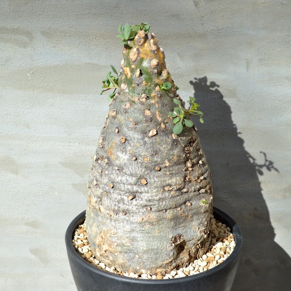 フォークイエリア コルムナリス　実生 観峰玉 フォークイエリア コルムナリス 