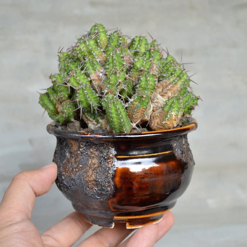 植物 × 鉢 】ユーフォルビア フィリプシオイデス × Wild heaven 陶器鉢
