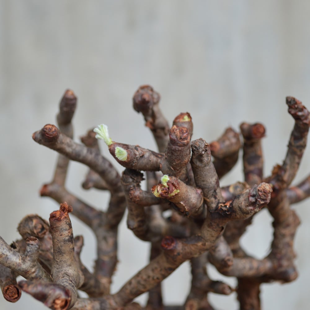 植物×鉢】ぺラルゴ二ウム ミラビレ 現地株 発根済み × 保田修作