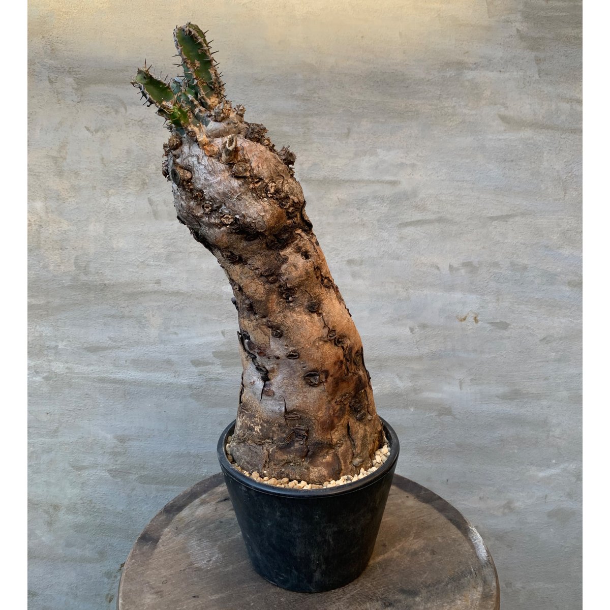 植物】ユーフォルビア ムランジーナ 現地球 発根済み 塊根植物