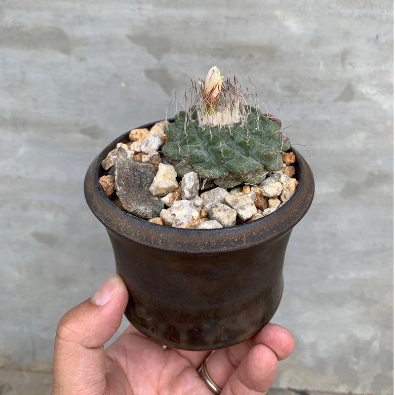 【植木鉢】【サボテン】塊根植物　陶房kibi 14.陶房KIBI / 錆炭 / plaster_02_big / 大鉢 / 約 φ29cm