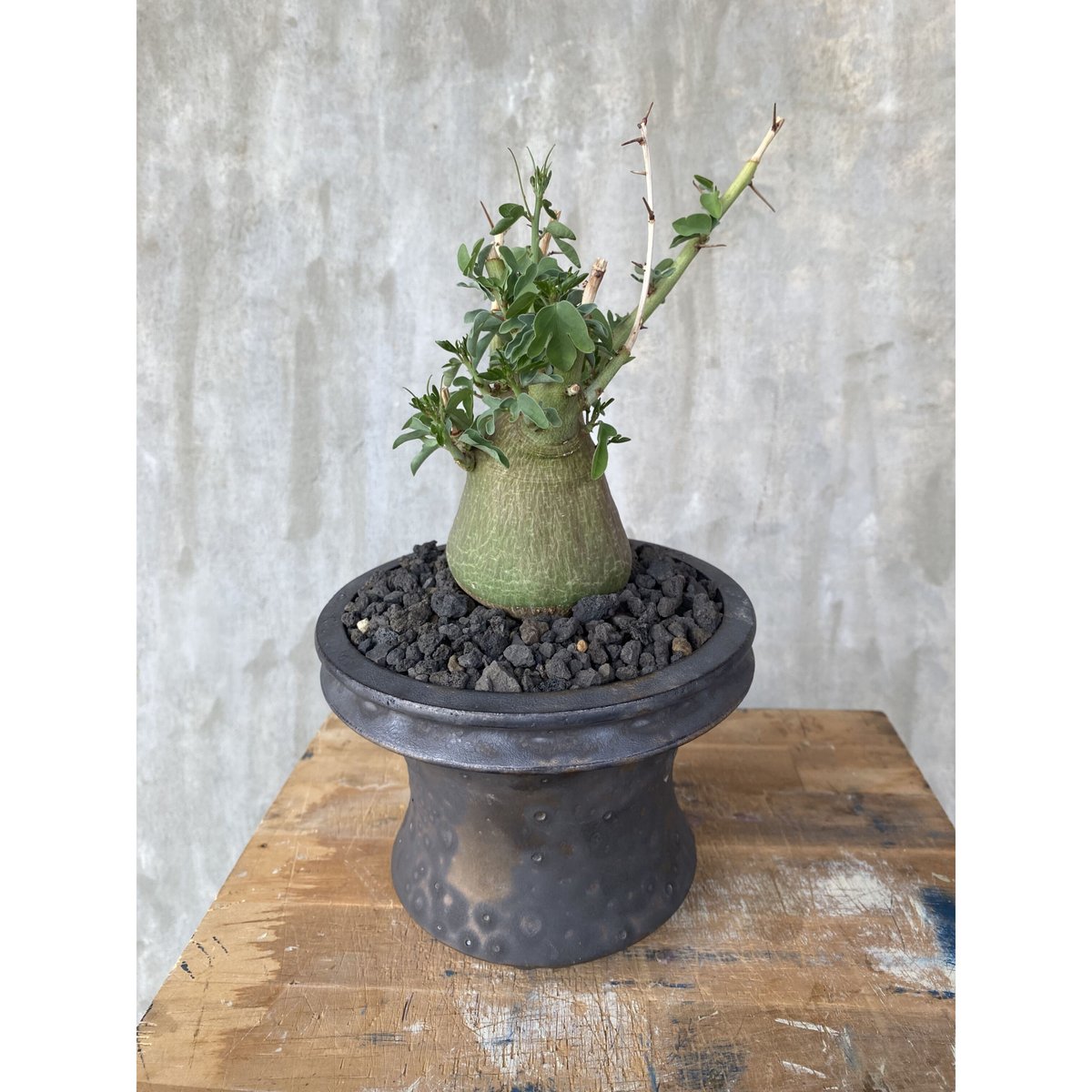 植物×鉢】アデニア スピノーサ × usagi ceramic 塊根植物 コーデックス