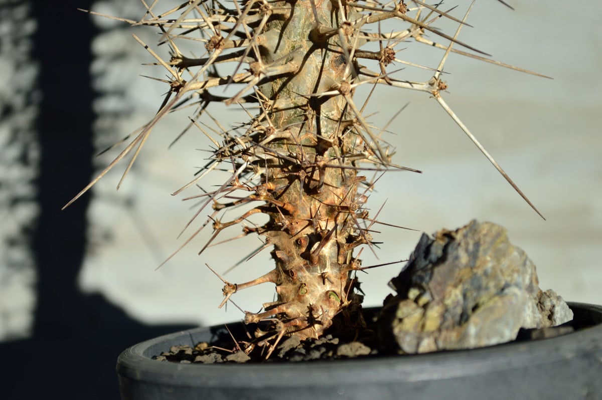 植物 × 鉢】ディディエレア マダガスカリエンシス × みるくサン