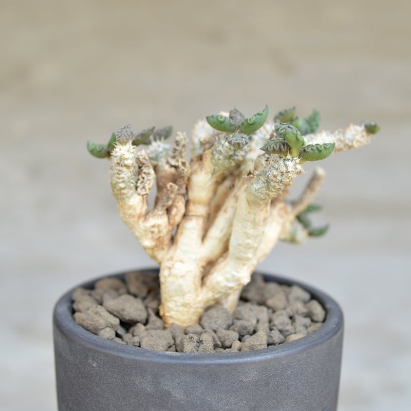 VALIEM A-PLANTS ダブルハーフ コラボ鉢 Mサイズ VALIEM A-PLANTS ダブルハーフ コラボ鉢 Mサイズ 新品 VALIEM a-plants