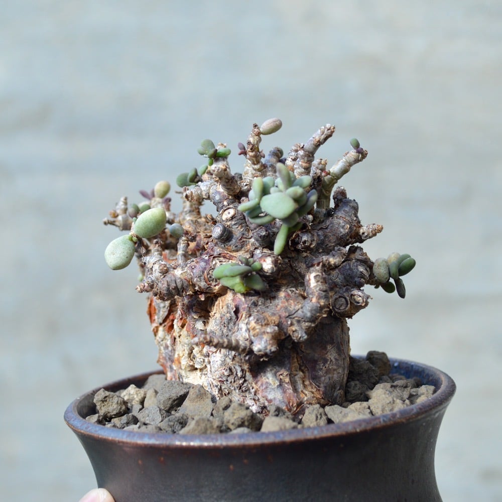 植物×鉢】ケラリア ピグマエア 現地球 <良型> 発根済み × 陶器鉢 植物×鉢】ケラリア ピグマエア 現地球 <良型> 発根済み × 陶器鉢