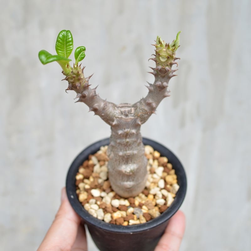 植物】 【ランダム配送】 パキポディウム ウィンゾリー 実生株 植物】 【ランダム配送】 パキポディウム ウィンゾリー 実生株