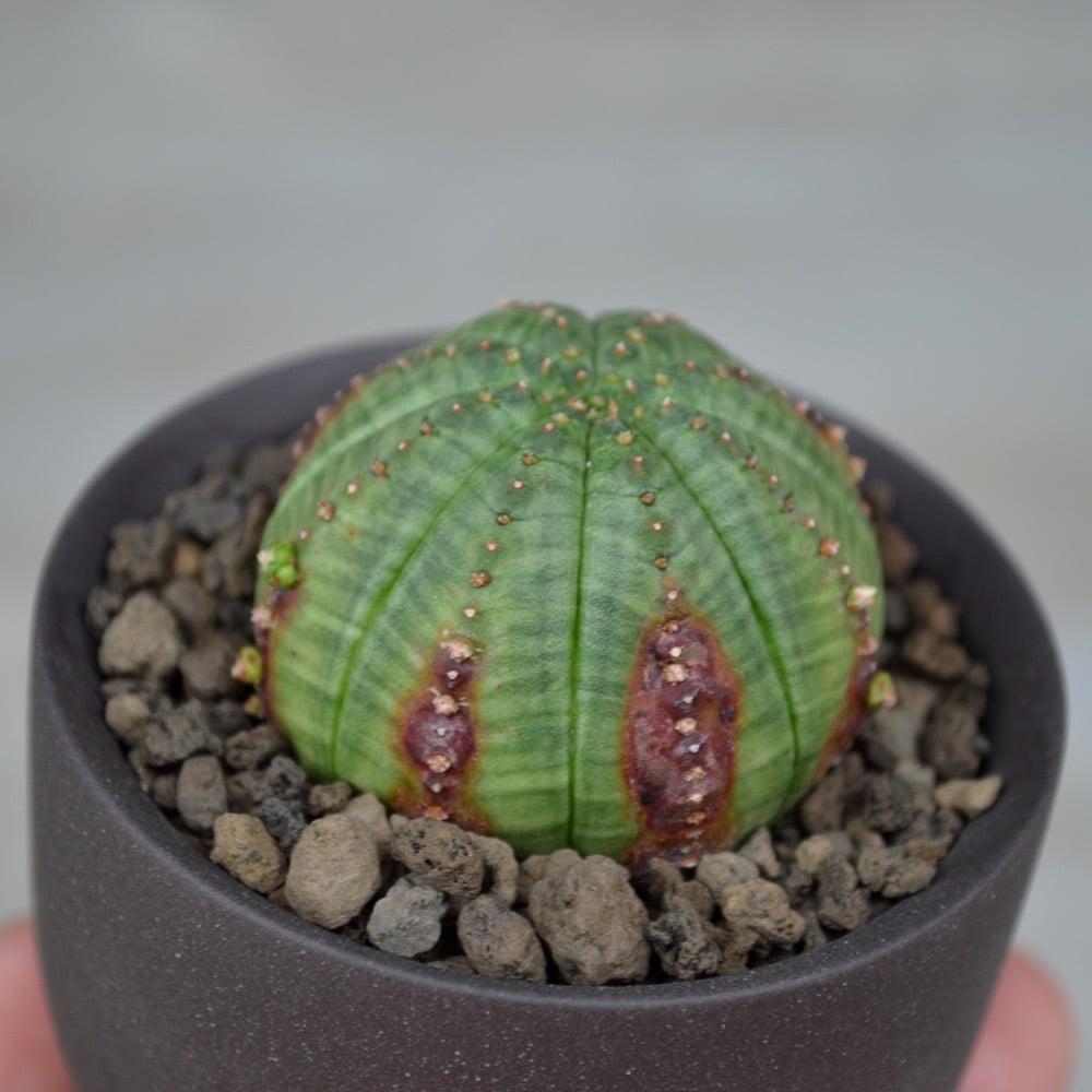 植物 × 鉢 】ユーフォルビア シンメトリカ × Valiem GHOST（BOWL / X