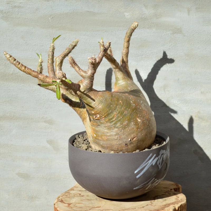 植物×鉢] パキポディウム グラキリス × Valiem GHOST（BOWL / XL